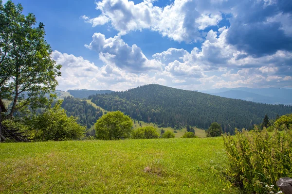 Mountain landscape with forest and trees — Stock Photo, Image