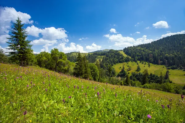 Horská krajina s lesem a stromy — Stock fotografie