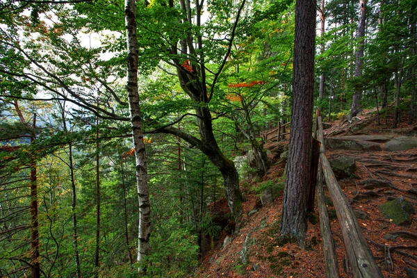 Horská krajina s lesem a stromy — Stock fotografie