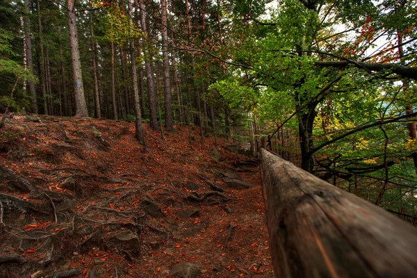 Horská krajina s lesem a stromy — Stock fotografie