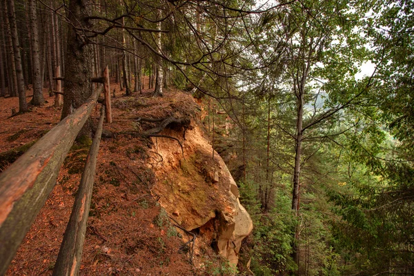Horská krajina s lesem a stromy — Stock fotografie