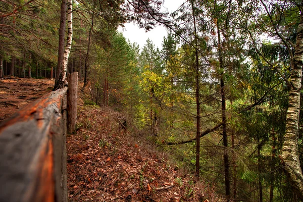 Horská krajina s lesem a stromy — Stock fotografie