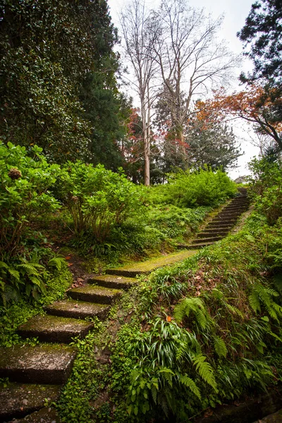 Tropical forest — Stock Photo, Image