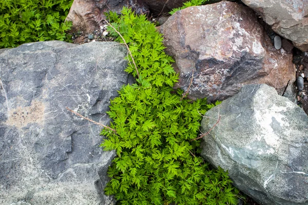 Steine Hintergrund — Stockfoto