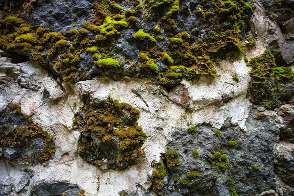 Flora achtergrond — Stockfoto