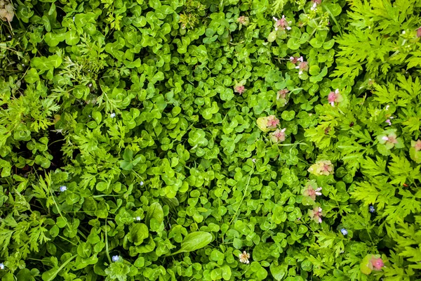 Flora achtergrond — Stockfoto