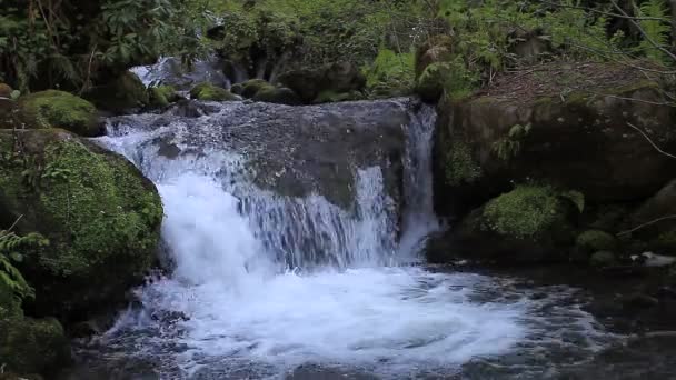 Stroom in het bos — Stockvideo