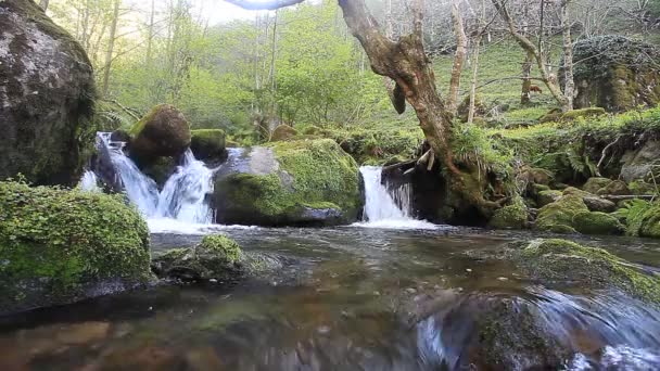 Cours d'eau en forêt — Video