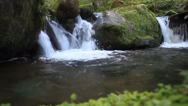 Stroom in het bos — Stockvideo