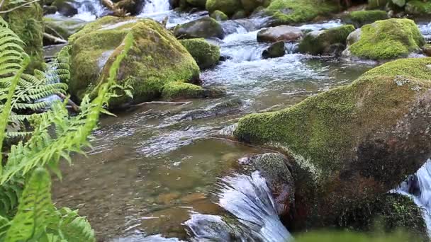 森林中的溪流 — 图库视频影像