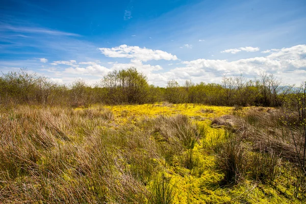 Landscape — Stock Photo, Image