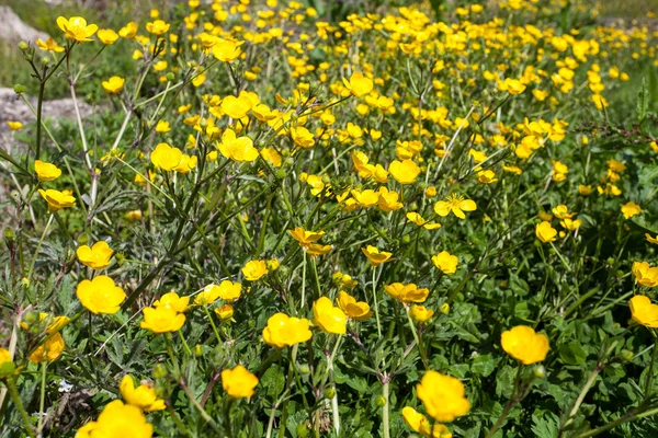 Frühlingsblumen — Stockfoto