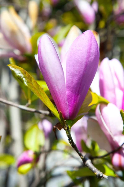 Kwiaty magnolii — Zdjęcie stockowe