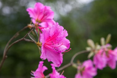 mor çiçekli çiçekli kompozisyon