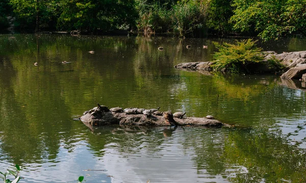 Kaplumbağalar New York Central Park 'ta güneşin tadını çıkarıyorlar. Central Park 'ta Hayvanlar