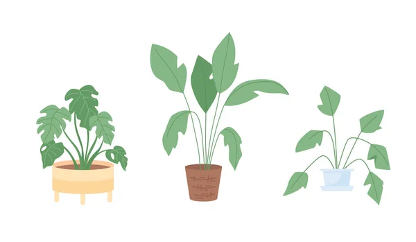 インテリアのための観葉植物半フラットカラーベクトルアイテムセット 現実的な白のオブジェクト 鉢植えは グラフィックデザインとアニメーションコレクションのための現代的な漫画スタイルのイラストを隔離 — ストックベクタ