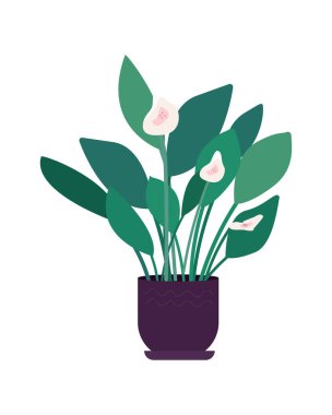 Büyük kapalı çiçek yarı düz renk vektör nesnesi. Beyaz üzerine gerçekçi bir madde. Ofis dekorasyonu için saksıdaki yeşillik grafik tasarım ve animasyon için modern çizgi film stili illüstrasyonunu izole etti