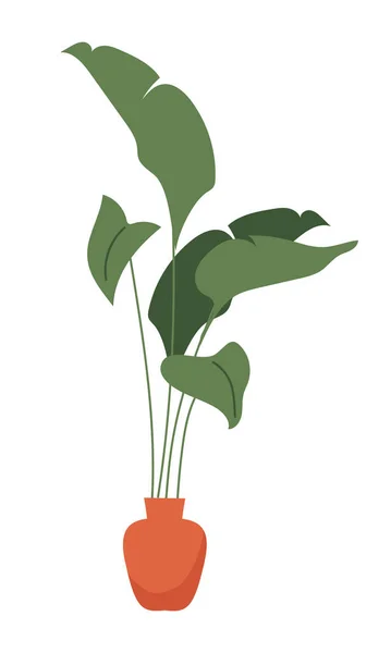 菊花属植物 用于室内半平色矢量物体 全尺寸的白色项目 大型树叶室内植物简朴的卡通风格图解 用于网页制图和动画制作 — 图库矢量图片