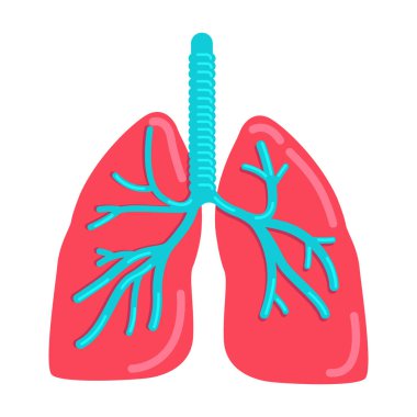 Ciğerleri yarı düz renk vektör objesi. Solunum sistemi. İç organ. Tam boy beyaz. İnsan organı anatomisi. Web grafik tasarımı ve animasyonu için basit çizgi film stili çizimi