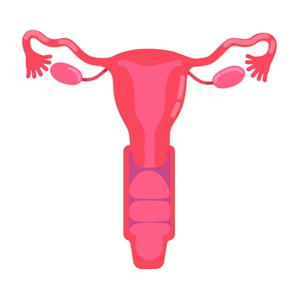 雌性生殖系统半平彩色矢量物体 Fallopian管 人体器官解剖 全尺寸的白色项目 用于网页平面设计和动画的简单卡通风格图解 — 图库矢量图片