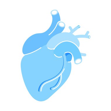Gerçekçi mavi kalp yarı düz renk vektör nesnesi. Tam boy beyaz. İnsan anatomisi. Kan dolaşımı. Kas organı. Web grafik tasarımı ve animasyonu için basit çizgi film stili çizimi