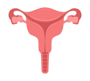 Dişi üreme sistemi yarı düz renk vektör nesnesi. Kadın organlarının sağlığı. Düzenlenebilir öge. Tam boy beyaz. Web grafik tasarımı ve animasyonu için basit çizgi film stili çizimi