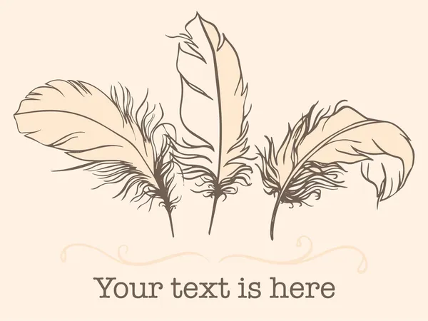 Vintage Feather vector set — Stock Vector