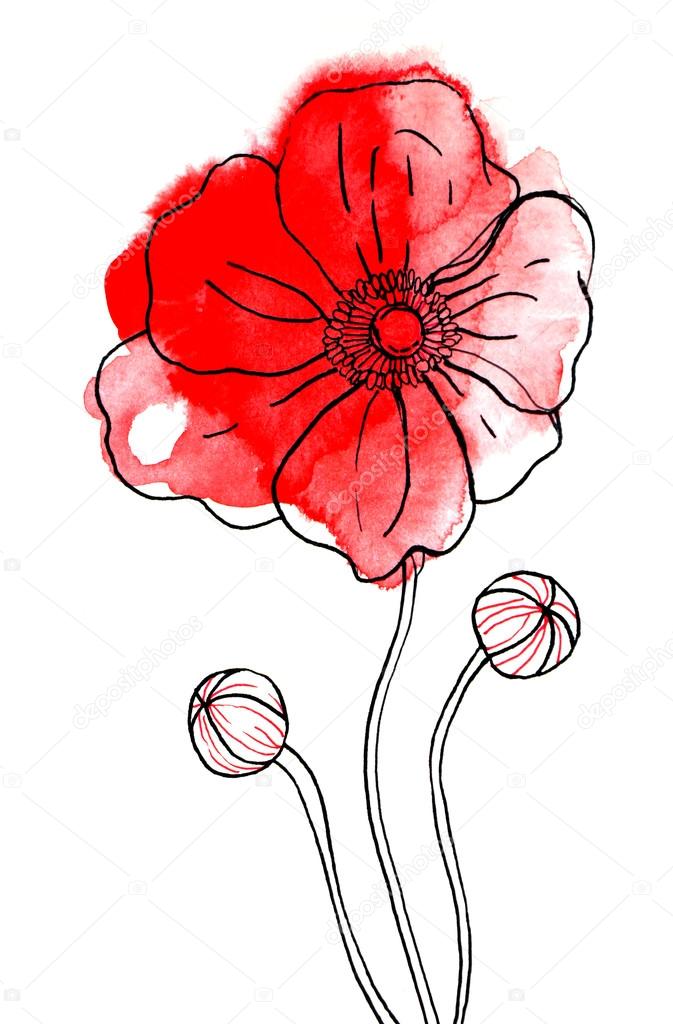 Red watercolor poppy