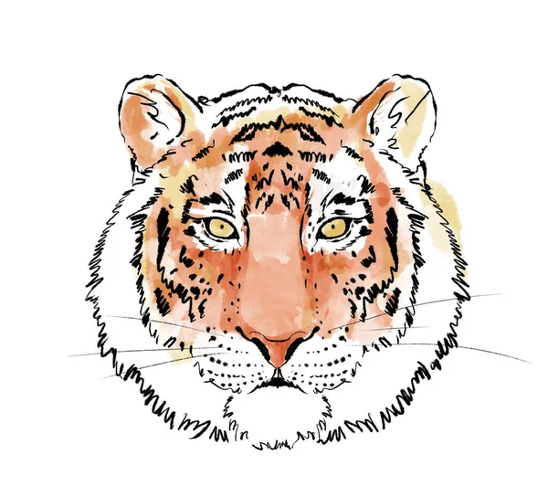 Kleurrijke Tijger. Wild dier aquarel illustratie geïsoleerd op wit. — Stockfoto