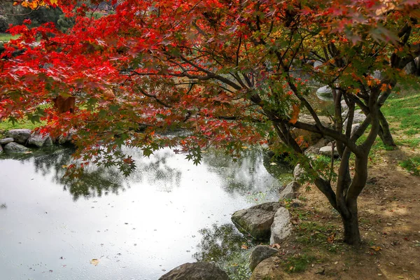 Kırmızı akçaağaç yaprakları sonbahar mevsiminde.