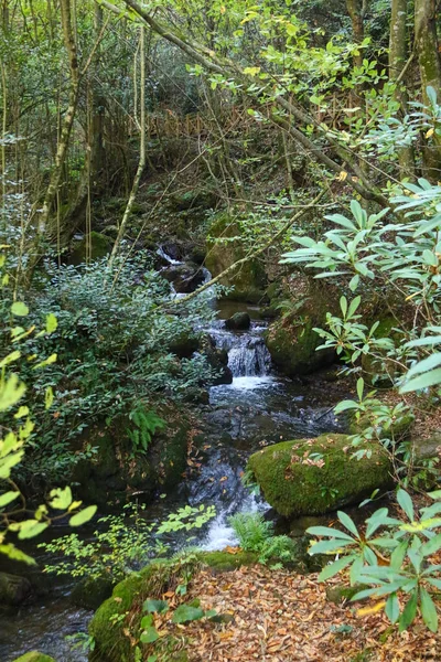 Small Creek Forest — Stock Photo, Image