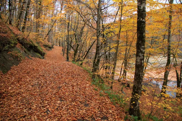 Caminho Floresta Com Folhas Caídas Temporada Outono — Fotografia de Stock