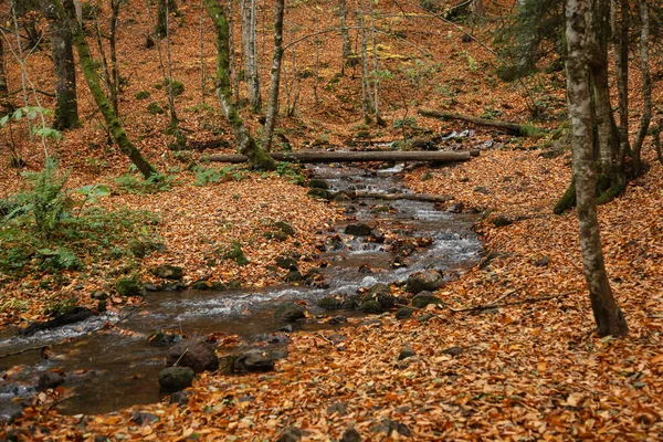 Ruisseau Dans Forêt Automne — Photo