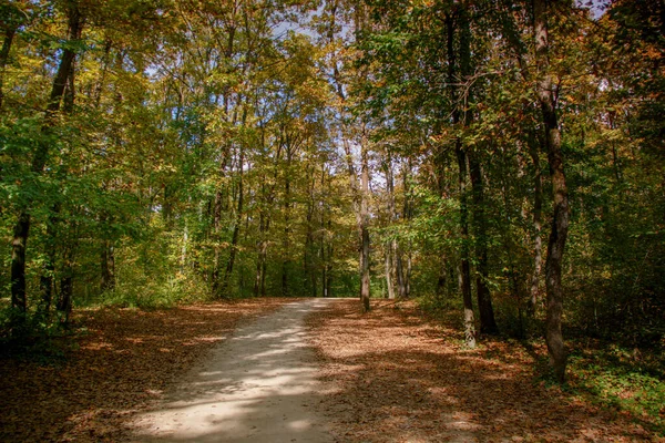 一条秋天五彩斑斓的森林小路 — 图库照片