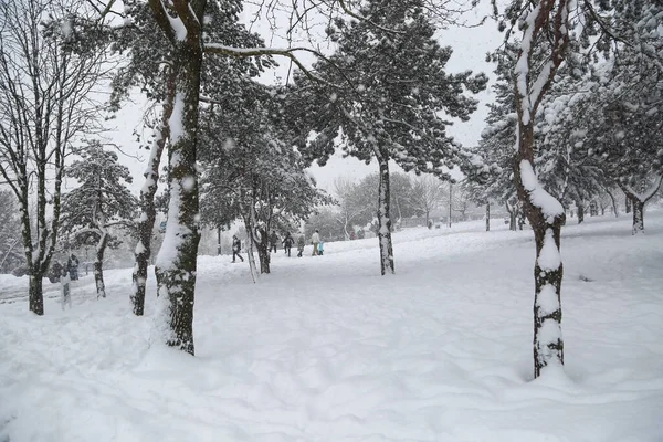 Pinos Bajo Nieve — Foto de Stock