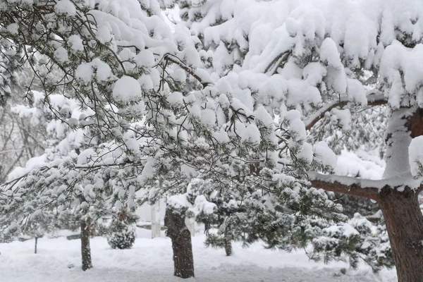 Pinos Bajo Nieve — Foto de Stock