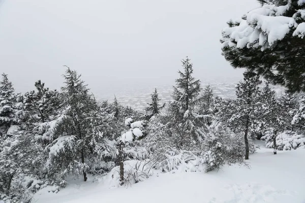 çam ağaçlarının altında kar.