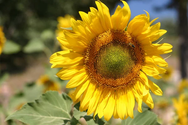 Sunflower Field — Stock Photo, Image