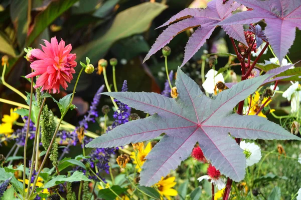 Pflanzen Und Blumen Garten — Stockfoto