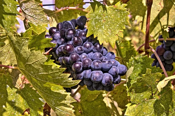 Uvas do Chianti — Fotografia de Stock