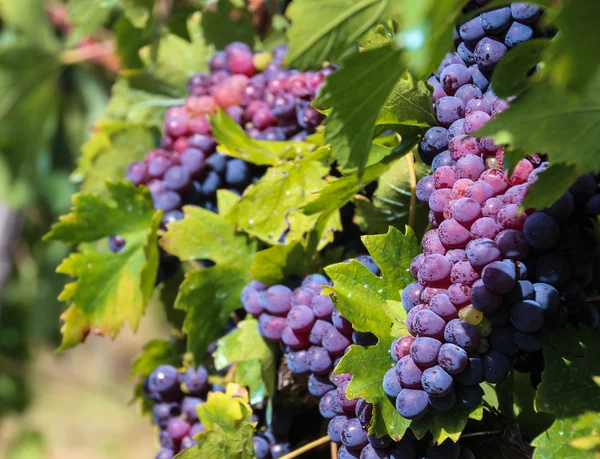 Uvas de Toscana — Foto de Stock