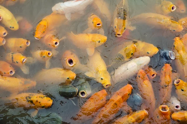 Variegated carps swimming in the lake