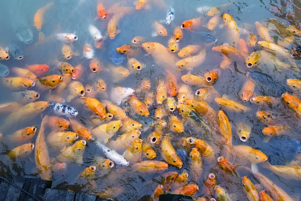 Variegated carps swimming in the lake — Stock Photo, Image