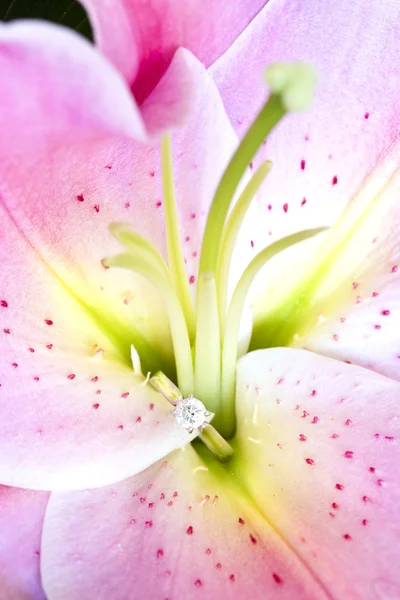 Jewelry, lilium — Stock Photo, Image