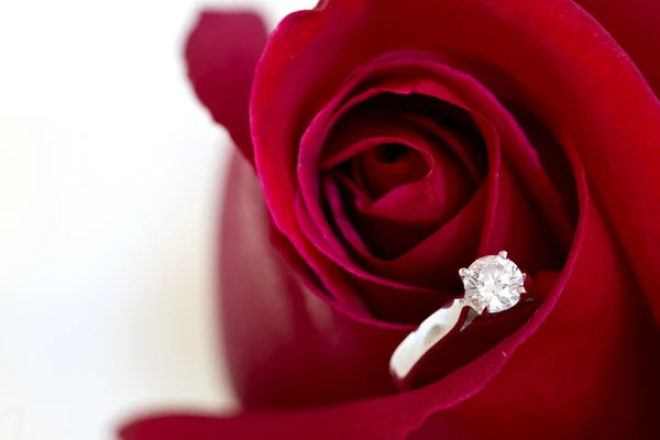 Jewelry, red rose — Stock Photo, Image