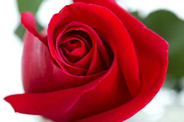 Rote Rose — Stockfoto