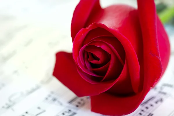 Rosa musical y rosa roja — Foto de Stock