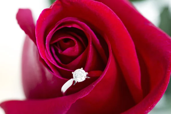 Jewelry, red rose Royalty Free Stock Photos