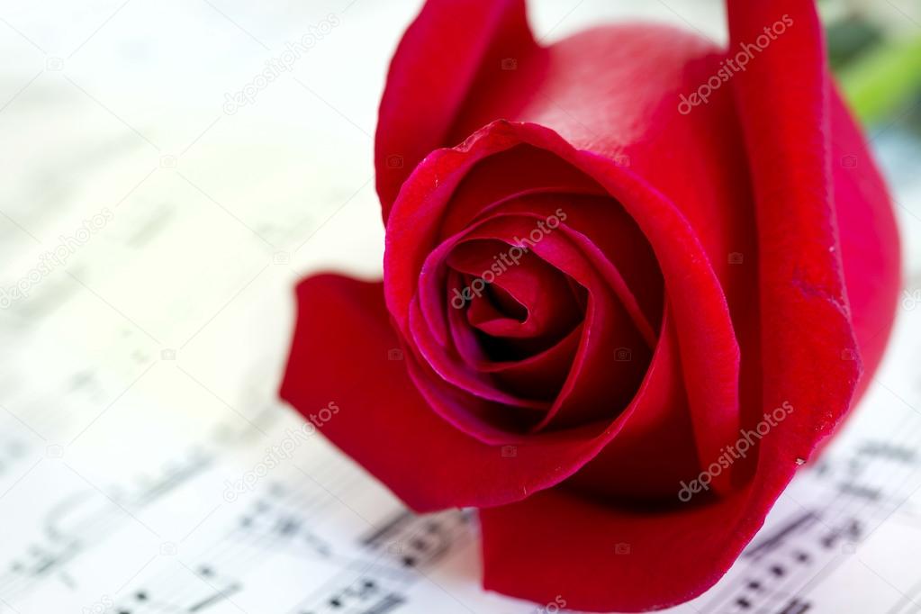 Red rose la