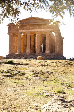 Sicilya 'da zeytin ağacı